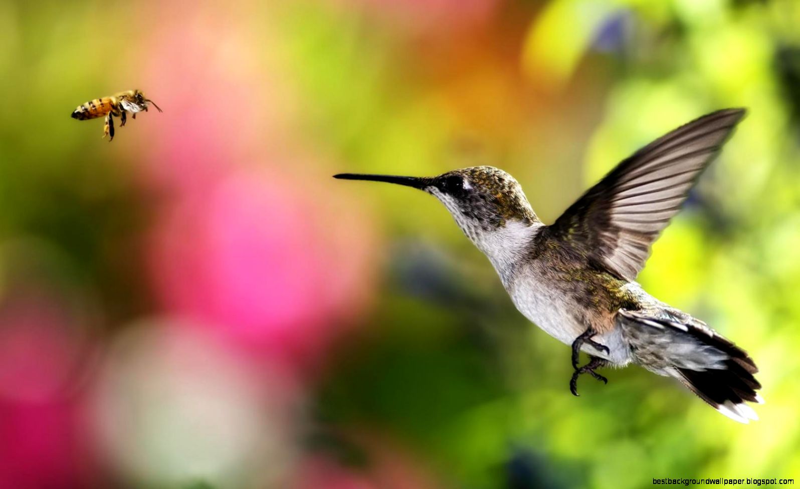 Hummingbird and bee hovering live from alaska down to chile Hummingbird and bee hovering live from alaska down to chile