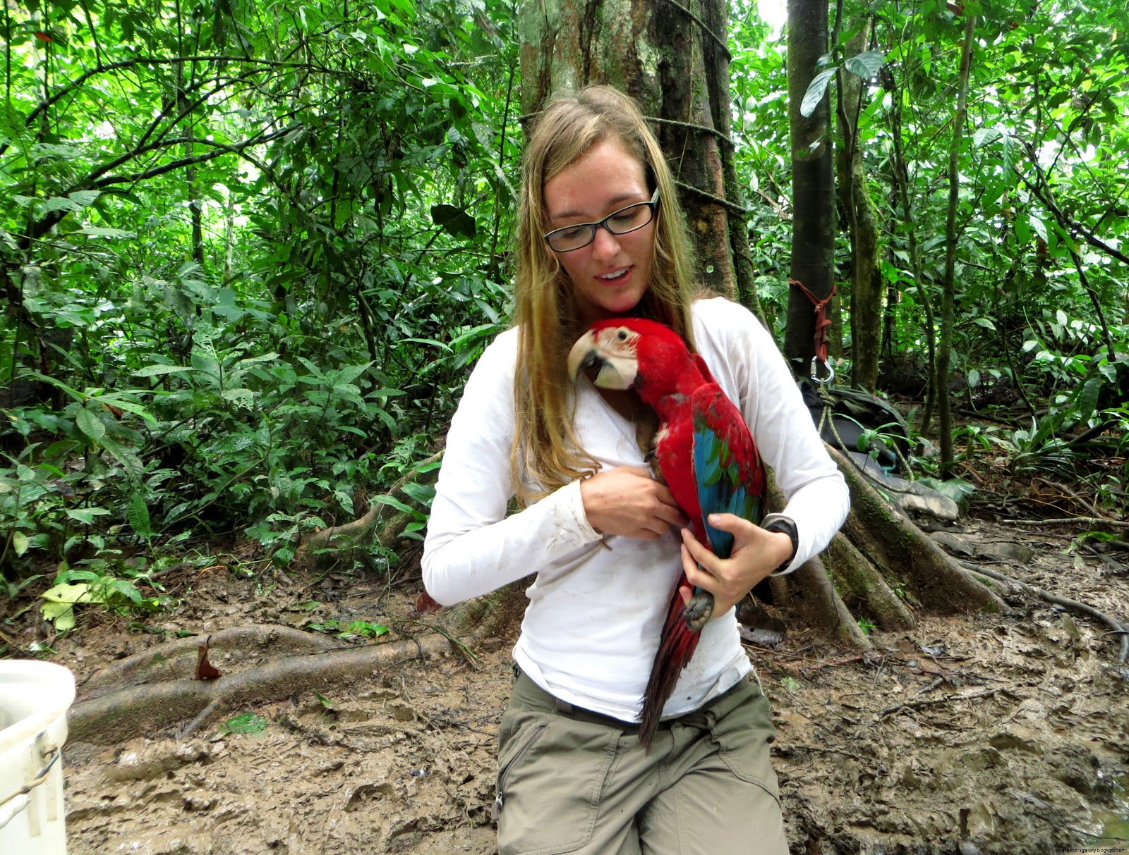 Great Potoo Bird Great Potoo Bird