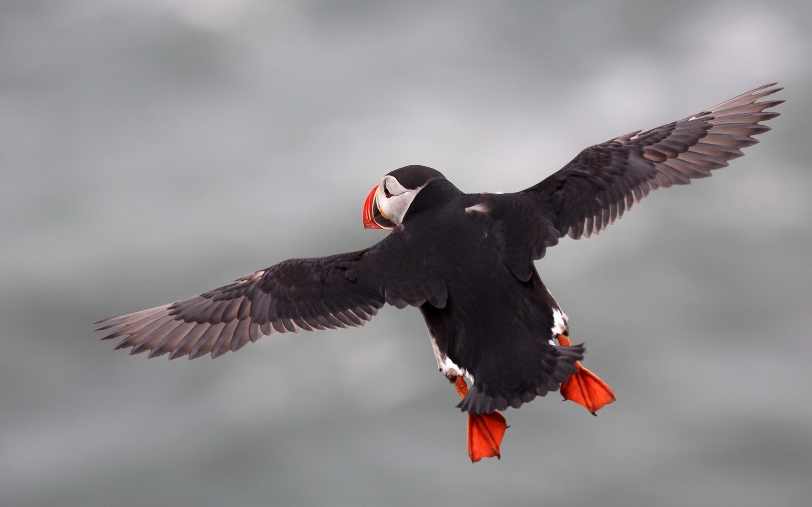 suzie s musings there ain t nothin like a puffin suzie s musings there ain t nothin like a puffin