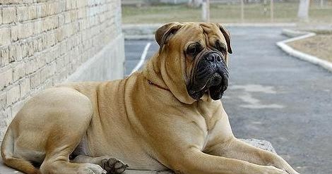 Dog Photo: Mastiffs Dog Wallpaper