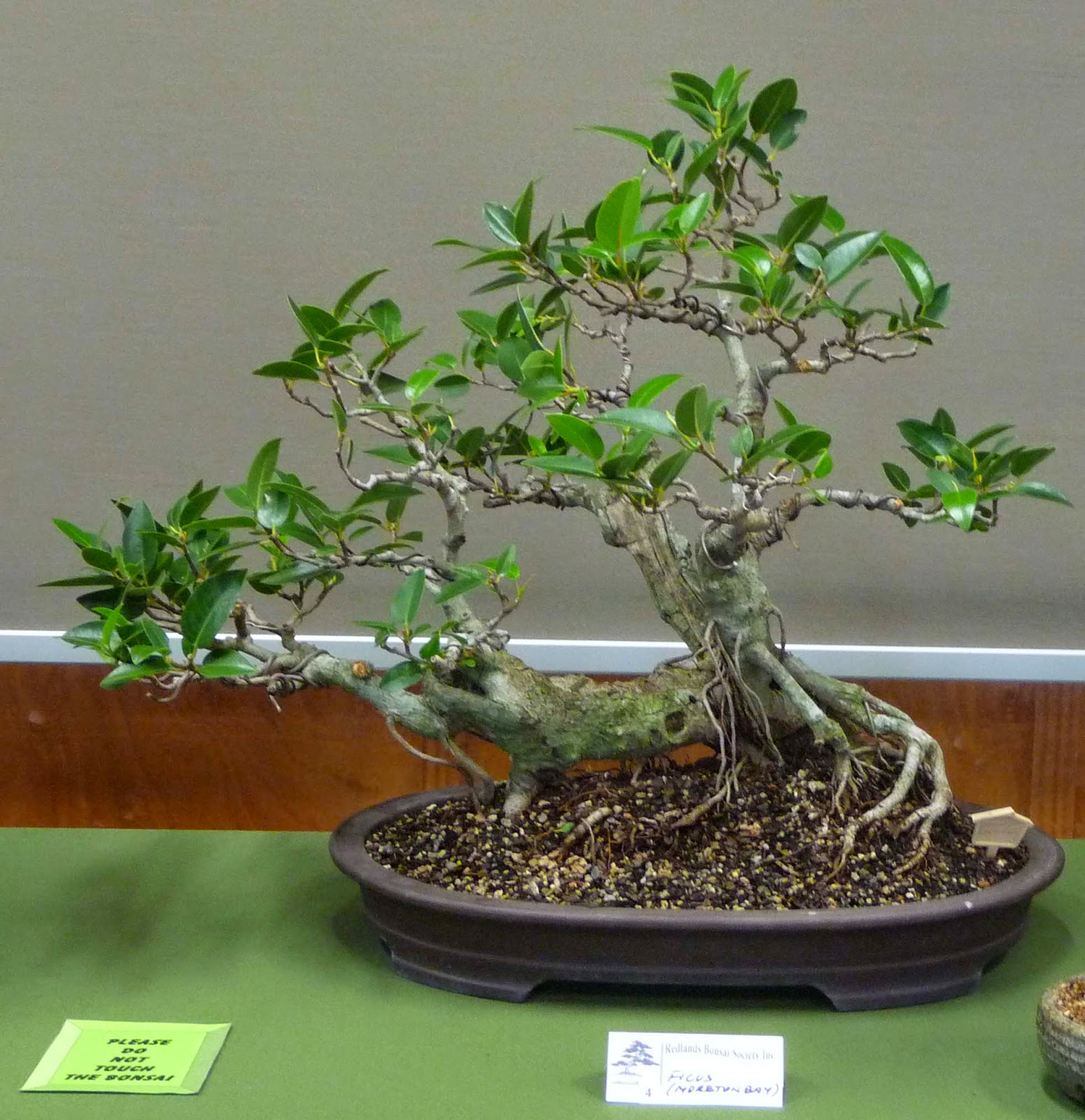 Bonsai & Pottery Post 150 Australian Native Bonsai Exhibition
