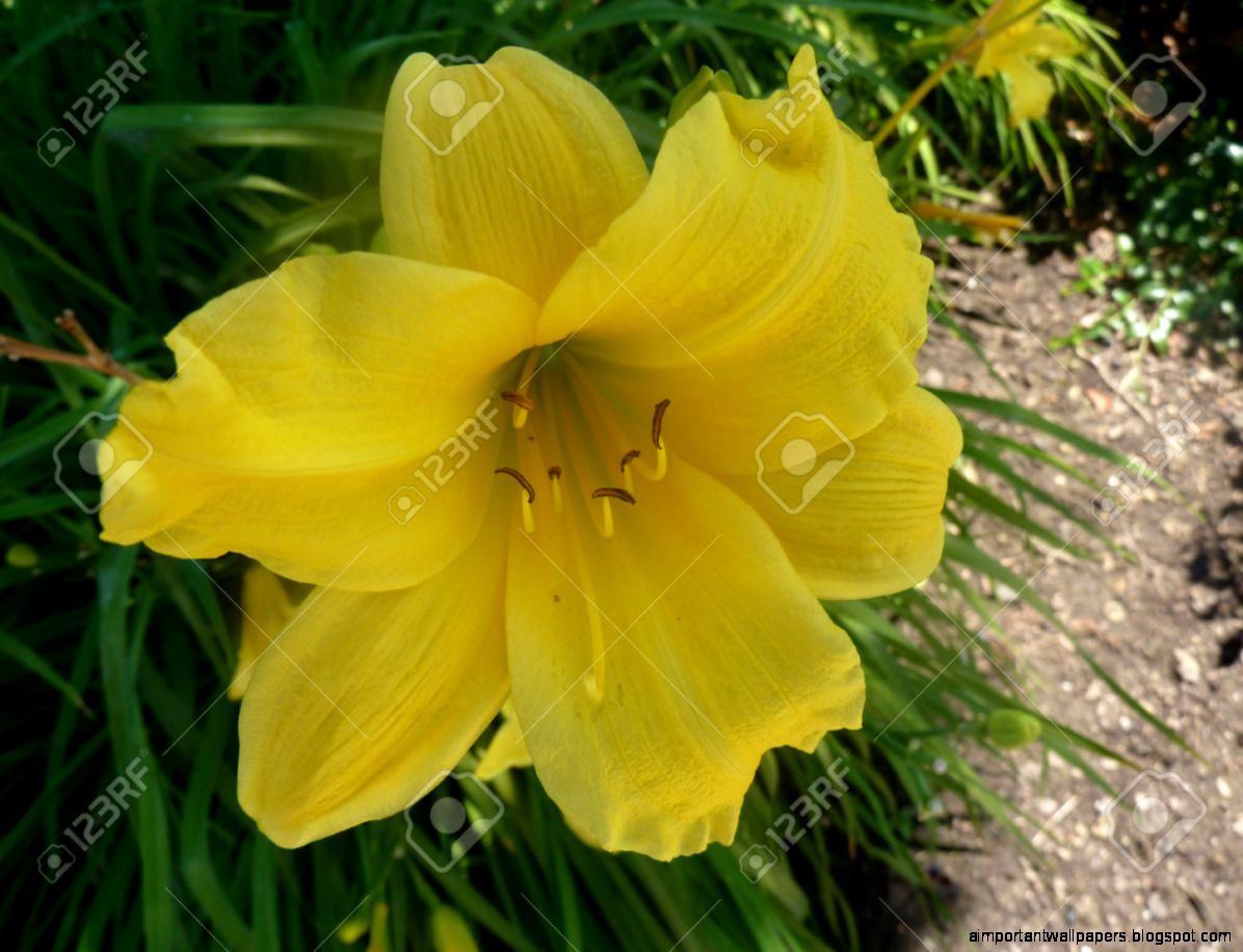 Yellow Day Lily Lemon Day Lily Hemerocallis Lilioasphodelus Yellow Day Lily Lemon Day Lily Hemerocallis Lilioasphodelus