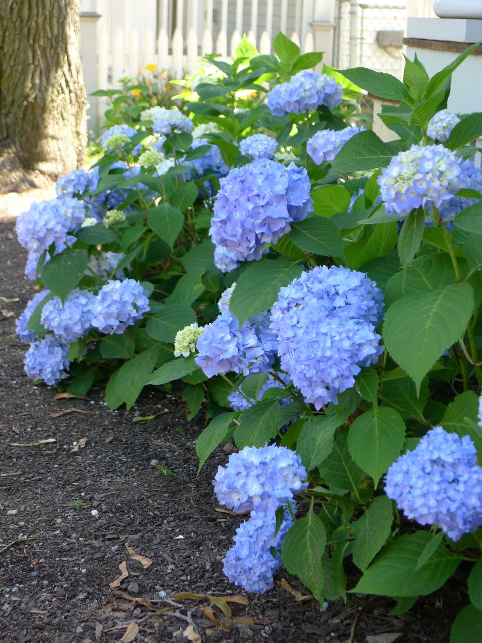 An Urban Cottage Flowers Around The House
