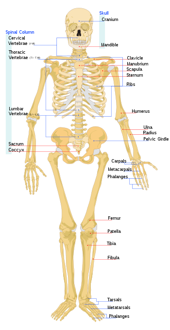SKELETAL SYSTEM | APPITUDE QUESTIONS,EXAM RESULT,GOVERMENT EXAM MODEL
