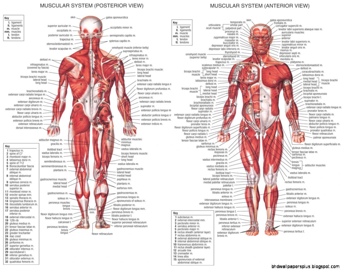 anatomy  Easy In Learning the Human Anatomy Muscle   Anatomy of anatomy  Easy In Learning the Human Anatomy Muscle   Anatomy of