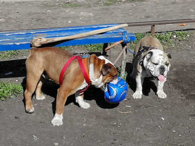 Бульдог и футбольный мяч