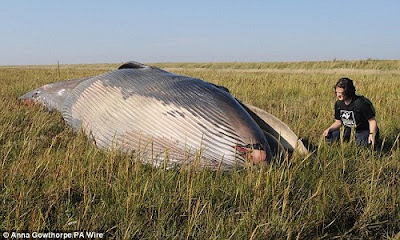 巨大鯨屍 Sei Whale