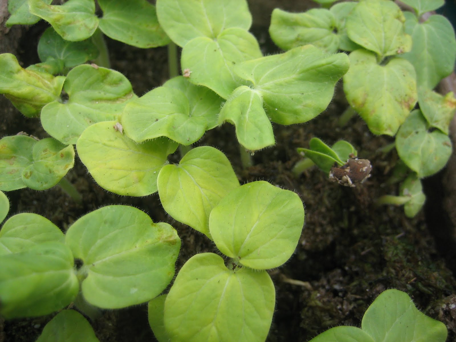 Have You Ever Picked A Carrot? Okra Understanding a Plant From the