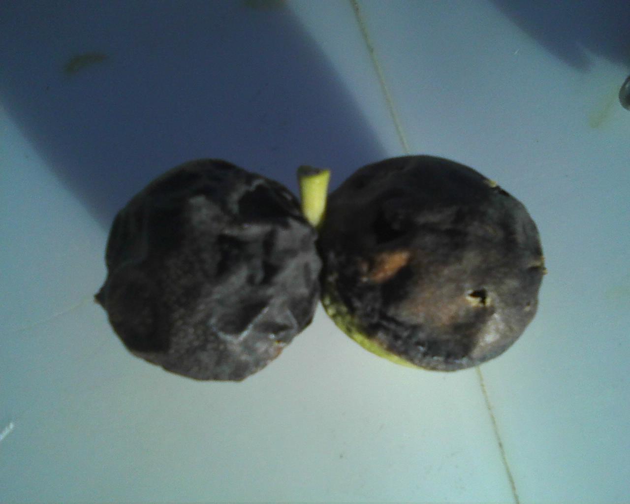 Xtremehorticulture of the Desert Walnut Husk Rotting with Worms