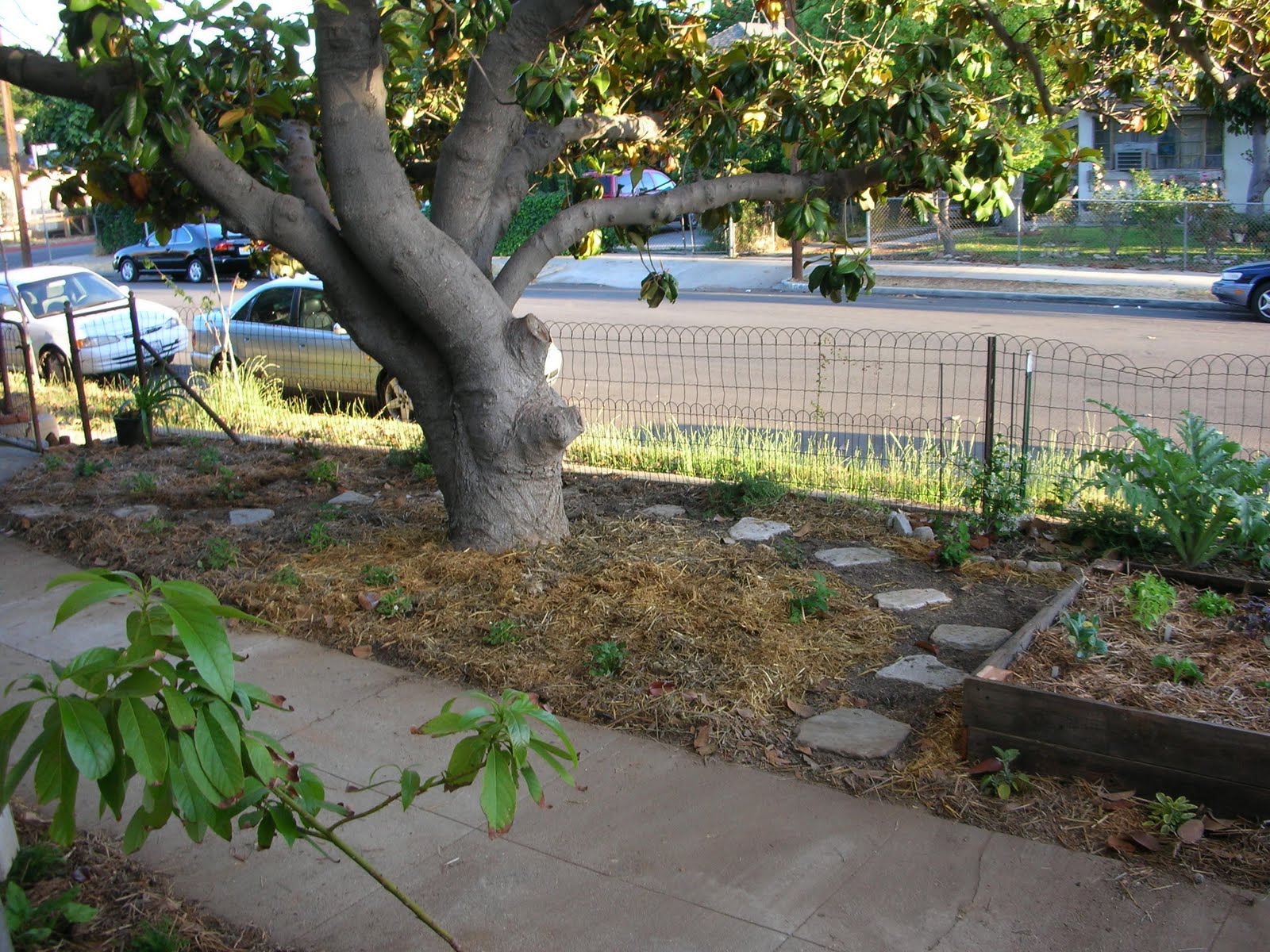 elgin eco house under the magnolia tree