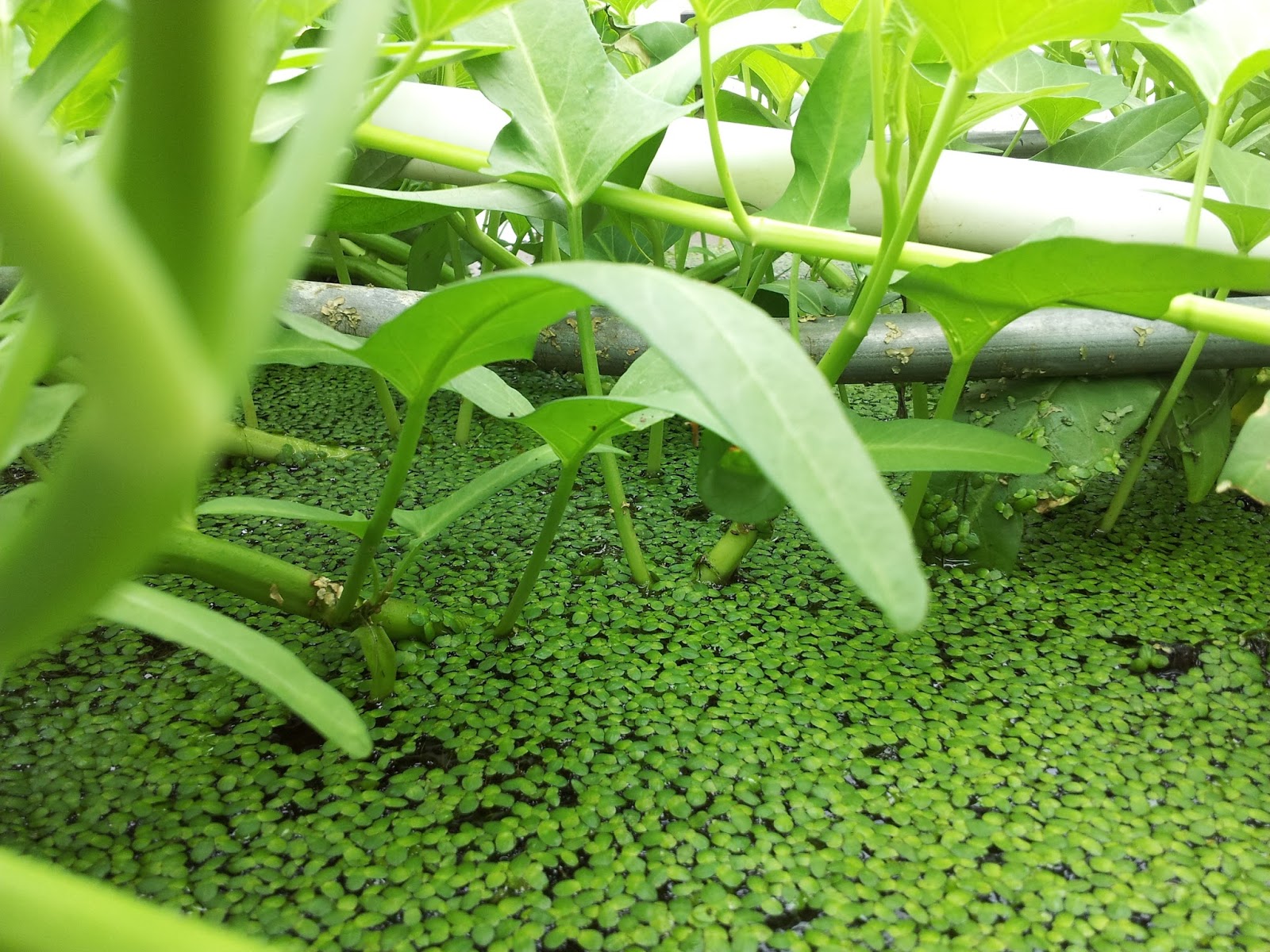 Mad Bioneer Water Spinach