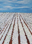 Cotton Field