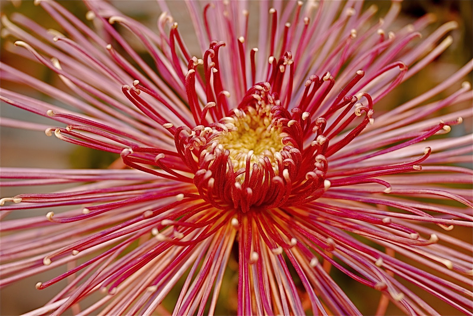 NYC ♥ NYC The Beauty of "Kiku" Japanese Chrysanthemums at the New York Botanical Garden