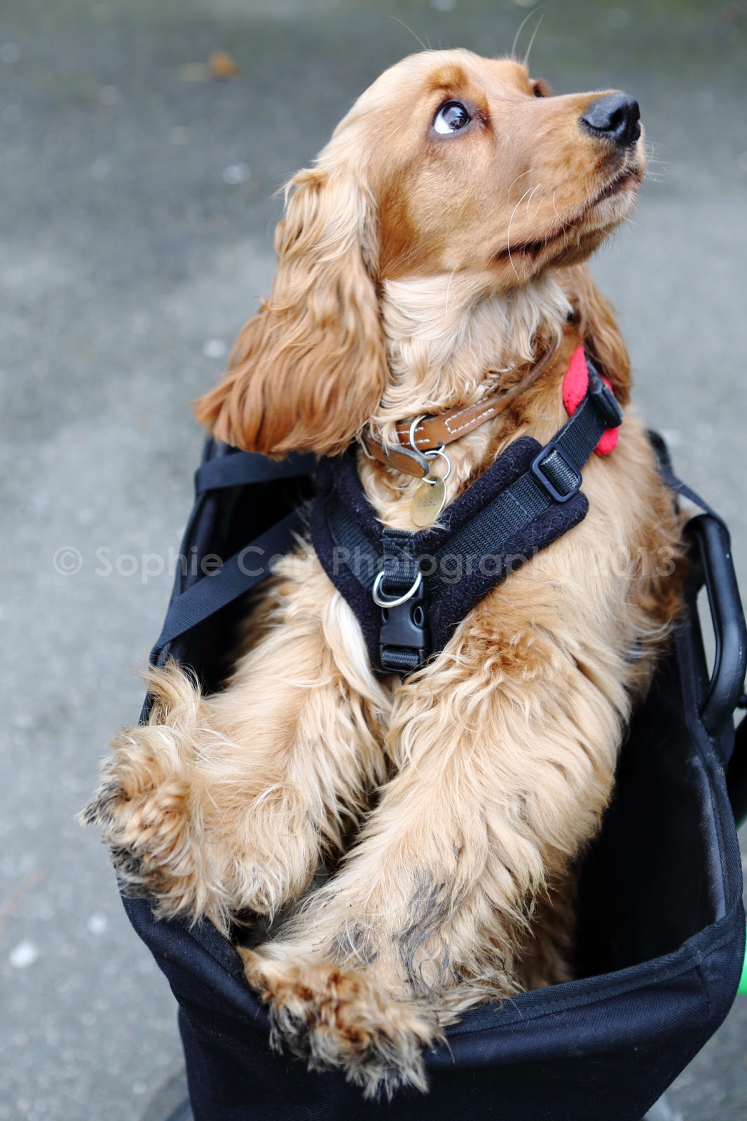 Sophie Carr's Dog Blog Dog of the Day 10th March 2013