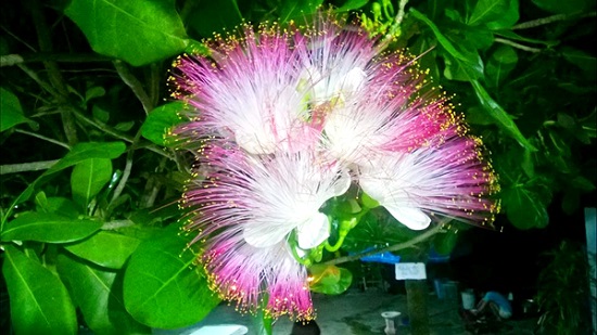 [Image: hoa-bang-vuong-5.jpg]