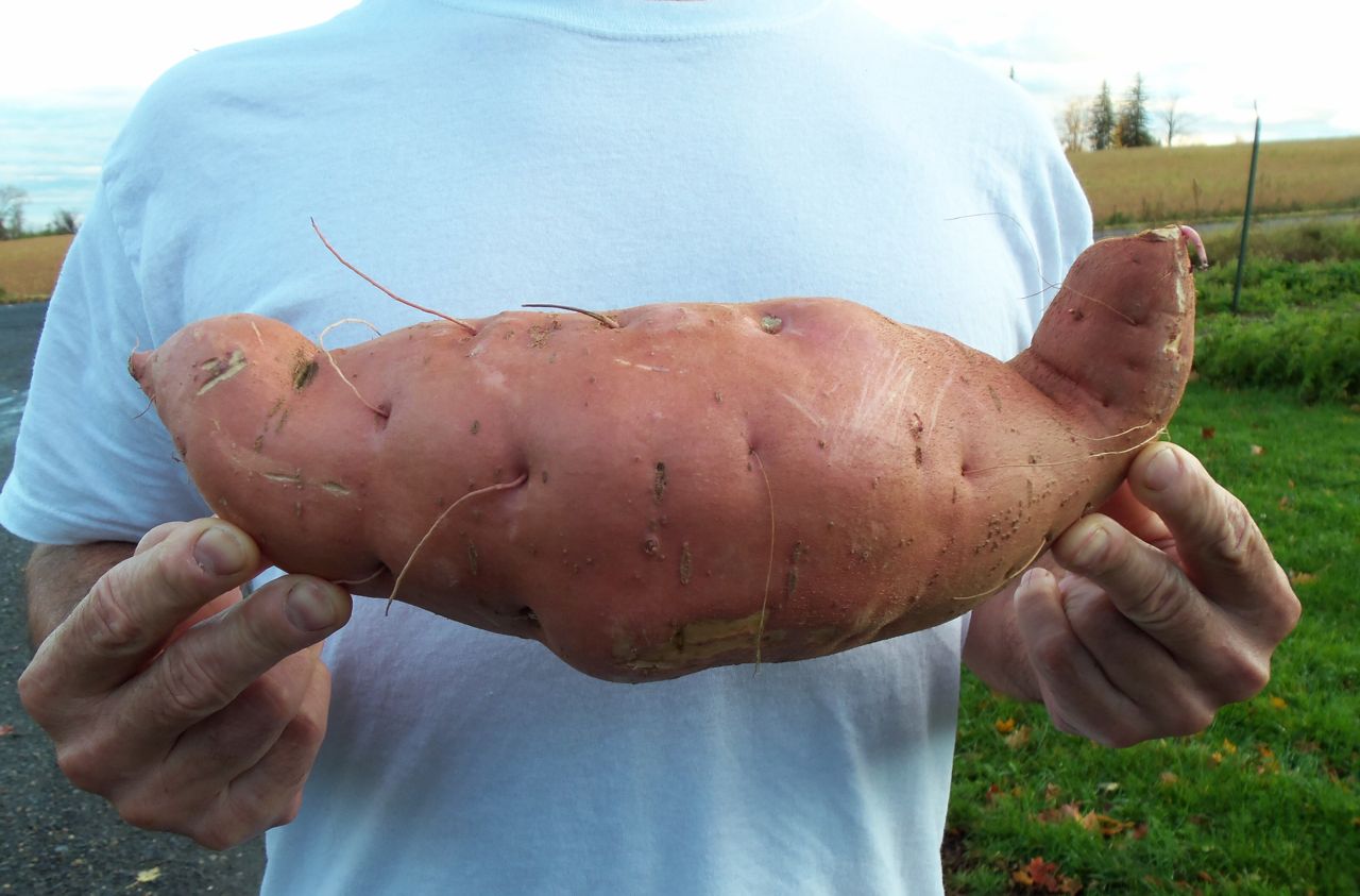 The Deliberate Agrarian Growing Sweet Potatoes in My Northern Garden