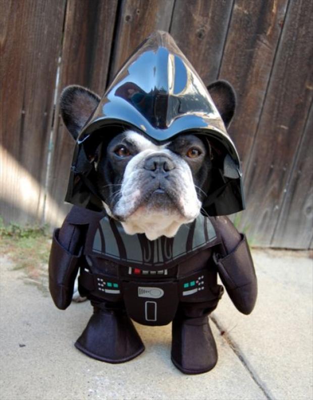 50 Funny pet costumes (50 pics) Amazing Creatures