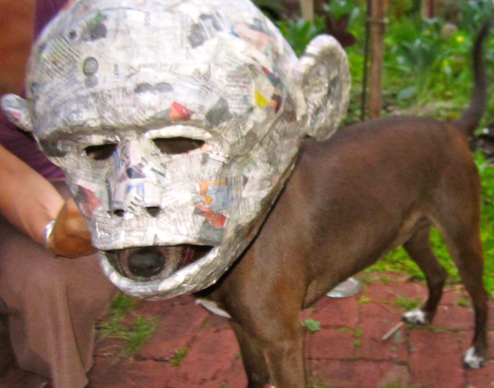 The Grove Guy MAKING A PAPER MACHE MASK