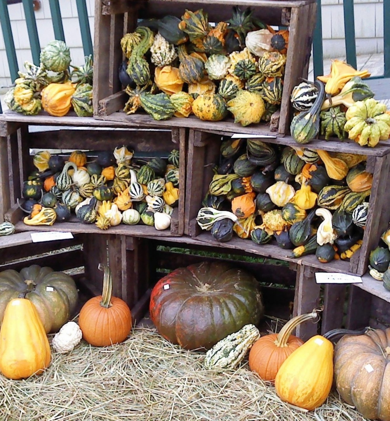 Indian Khana, Made Easy Seasoned Pumpkin and Butternut Squash Curry