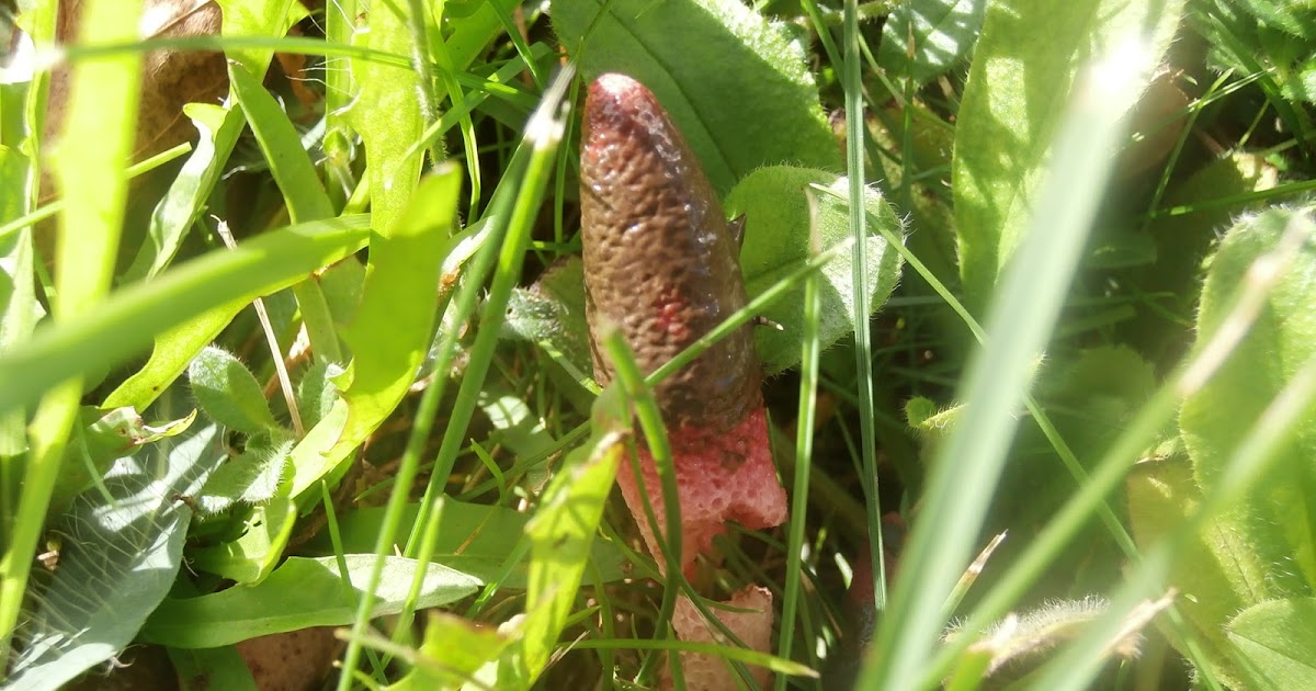 Bills Garden Tips The "Plants" Have Eyes