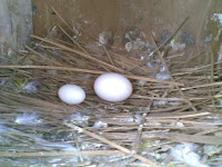 Tips cara menetaskan telur burung merpati tinggi
