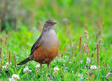 Fauna Bacia Taquari-Antas- Fonte: Aepan-ONG - Série: Aves