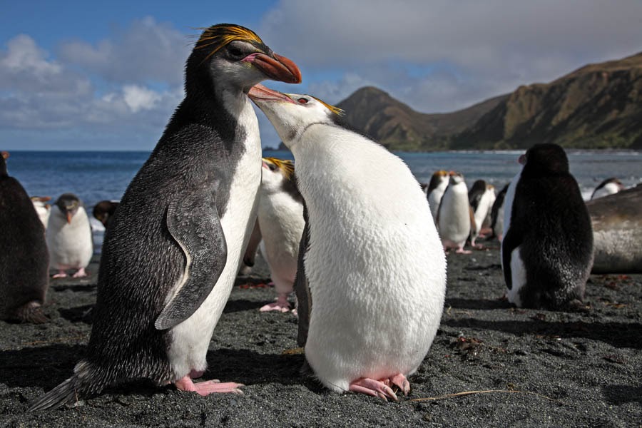 Royal Penguin | Endangered Animals Facts, Wildlife Pictures And Videos