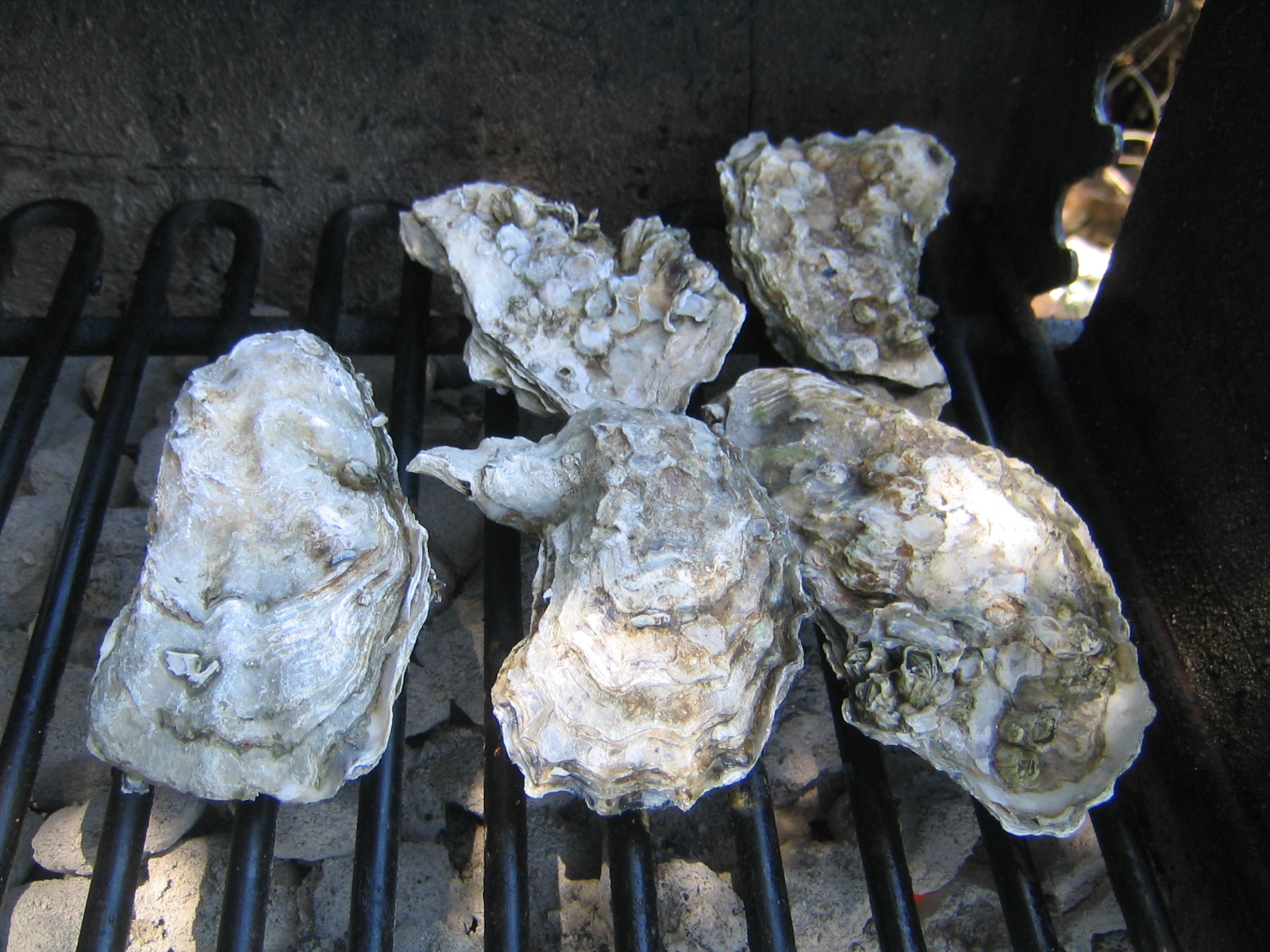Culinary Musing of a Silicon Valley Mom Enjoying Fresh Oysters at
