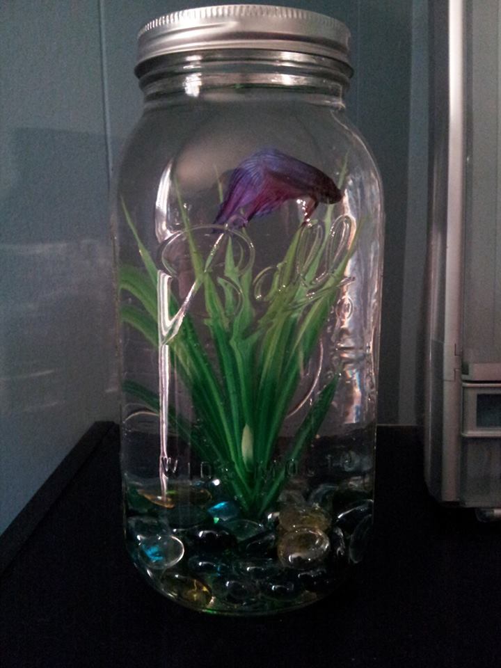 Jenn Carpenter Mason Jar Betta Bowl