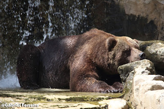 fotografia de um urso