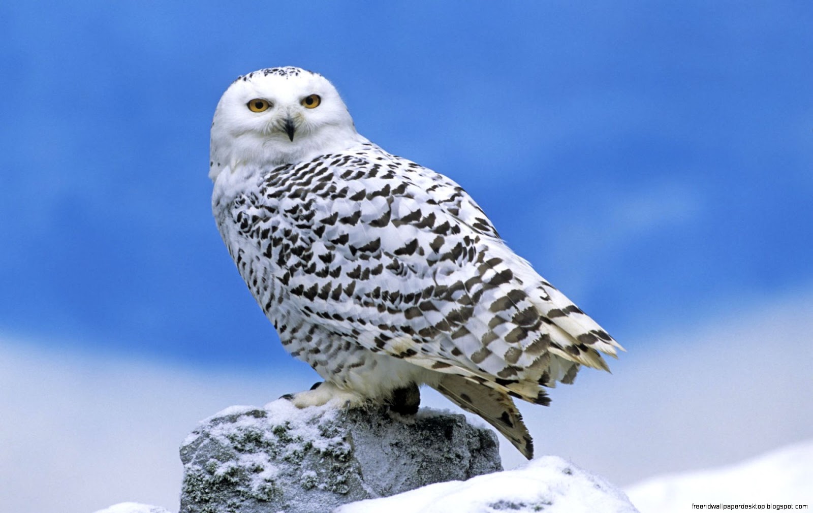 Snowy Owl Snowy Owl
