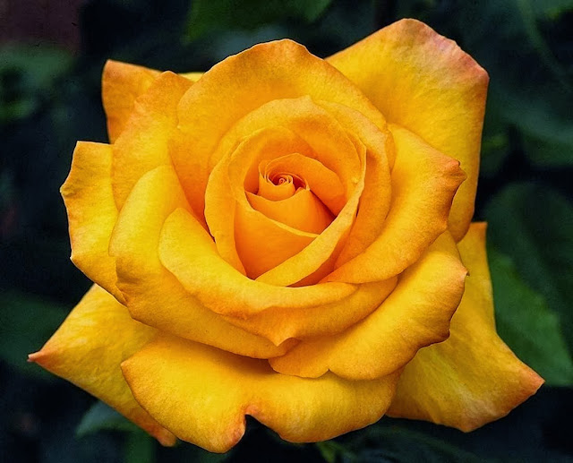 Beautiful Yellow Rose Wallpapers Free Download