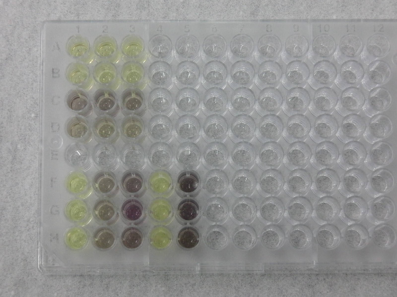 Lu Le Laboratory MTT assay