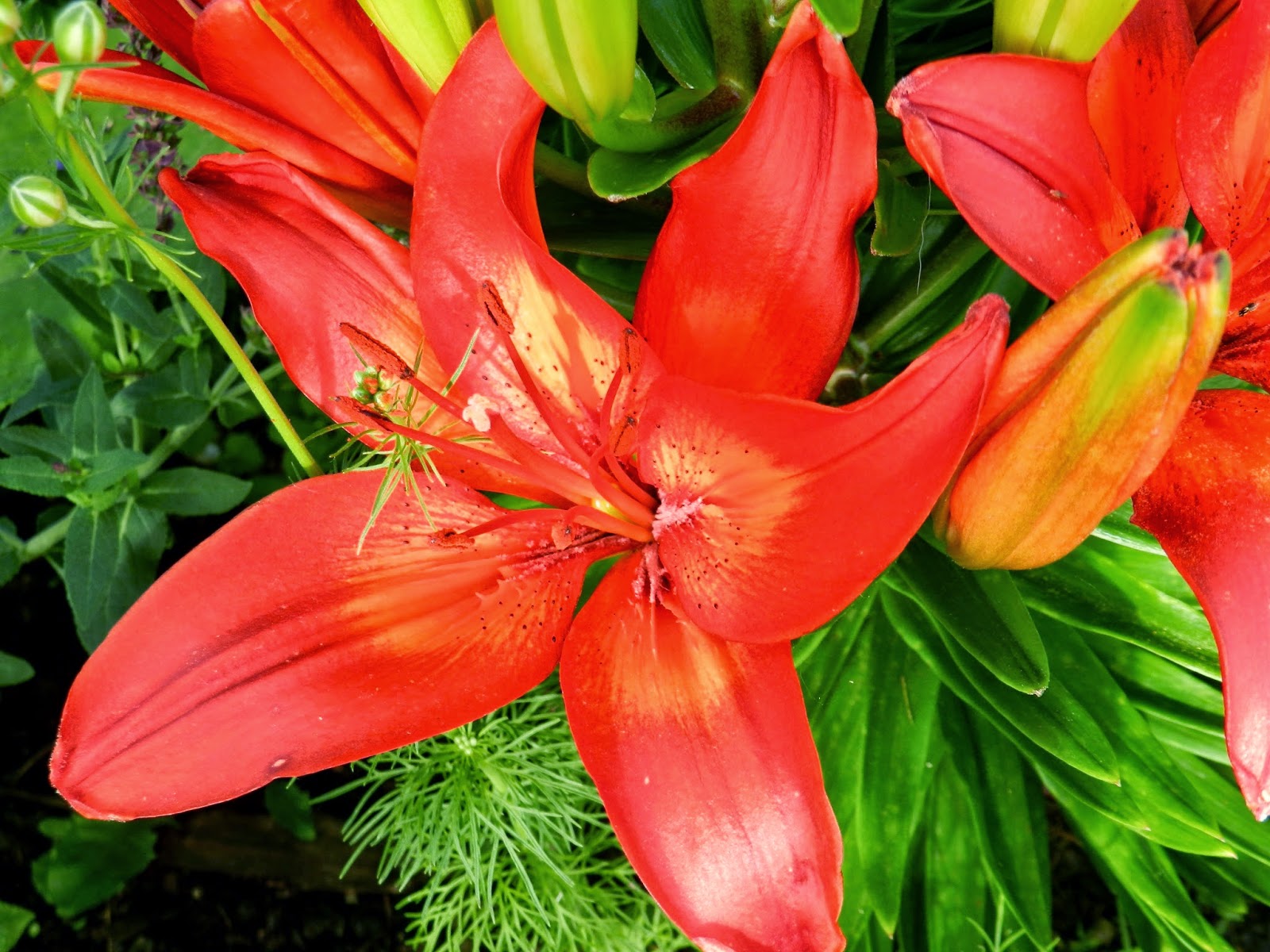Prairie Rose's Garden June Bloom Day