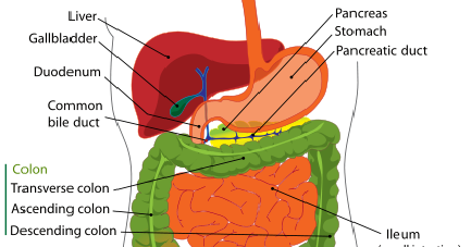 Nutritional Concepts : The Digestive System