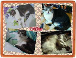 Montagem de fotos da Mina por I/O Gatos em "Amigatos e os padrões de pelagens"