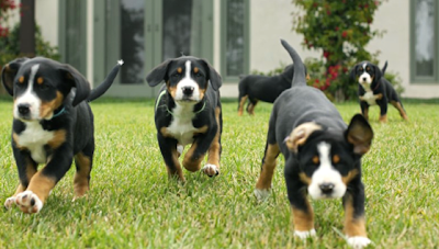 Great Swiss Mountain Puppies Pictures