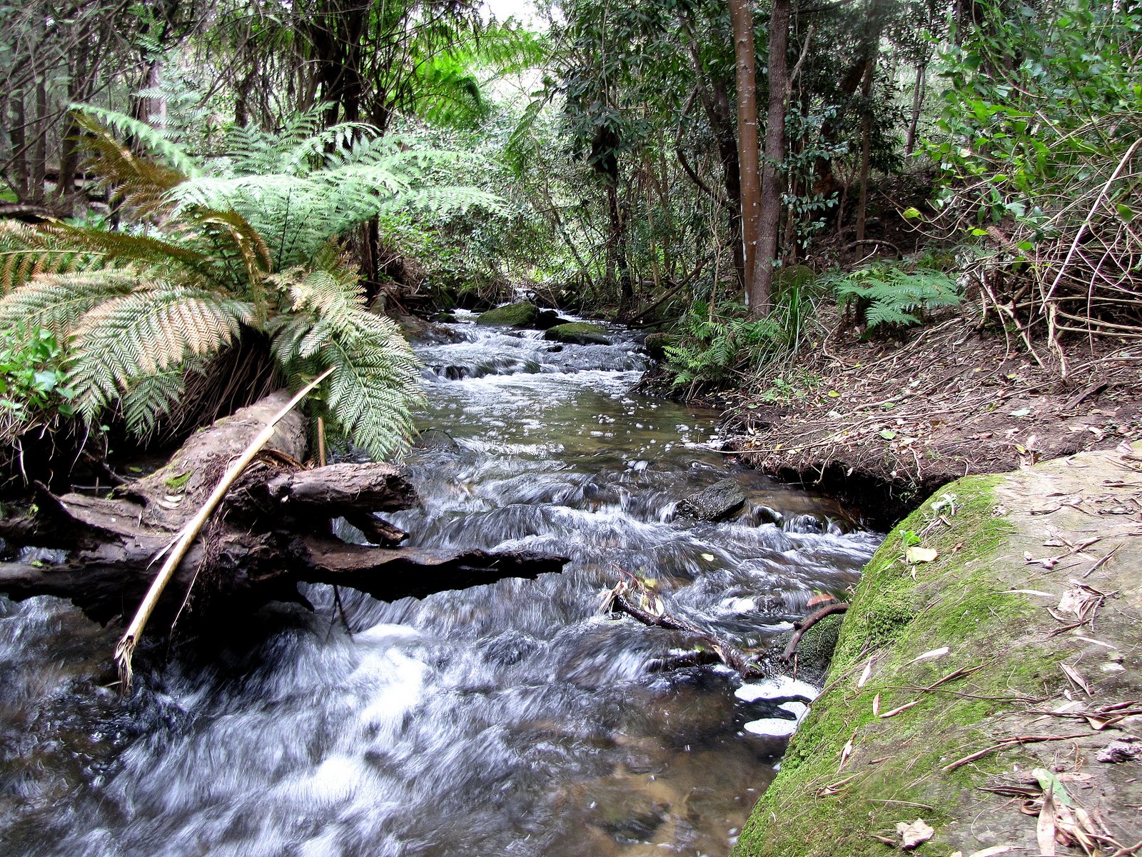 Flora Friday in Oz Agnes Banks (Castlereagh Nature Reserve) and