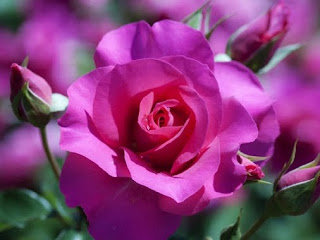 صور وحكم بليغة Fuchsia+rose