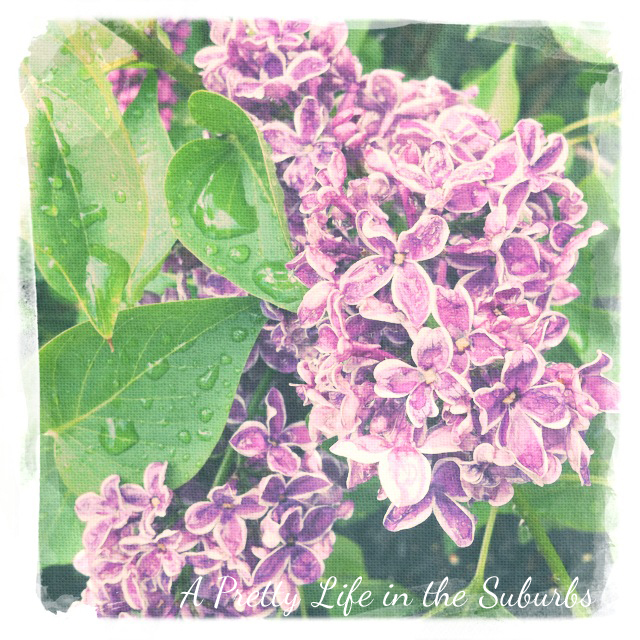 Lilac Shrub Flowers Blooming In Spring Garden Common Lilac