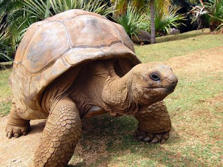 Wah! Kura-kura Raksasa Nongol di Lenteng Agung 