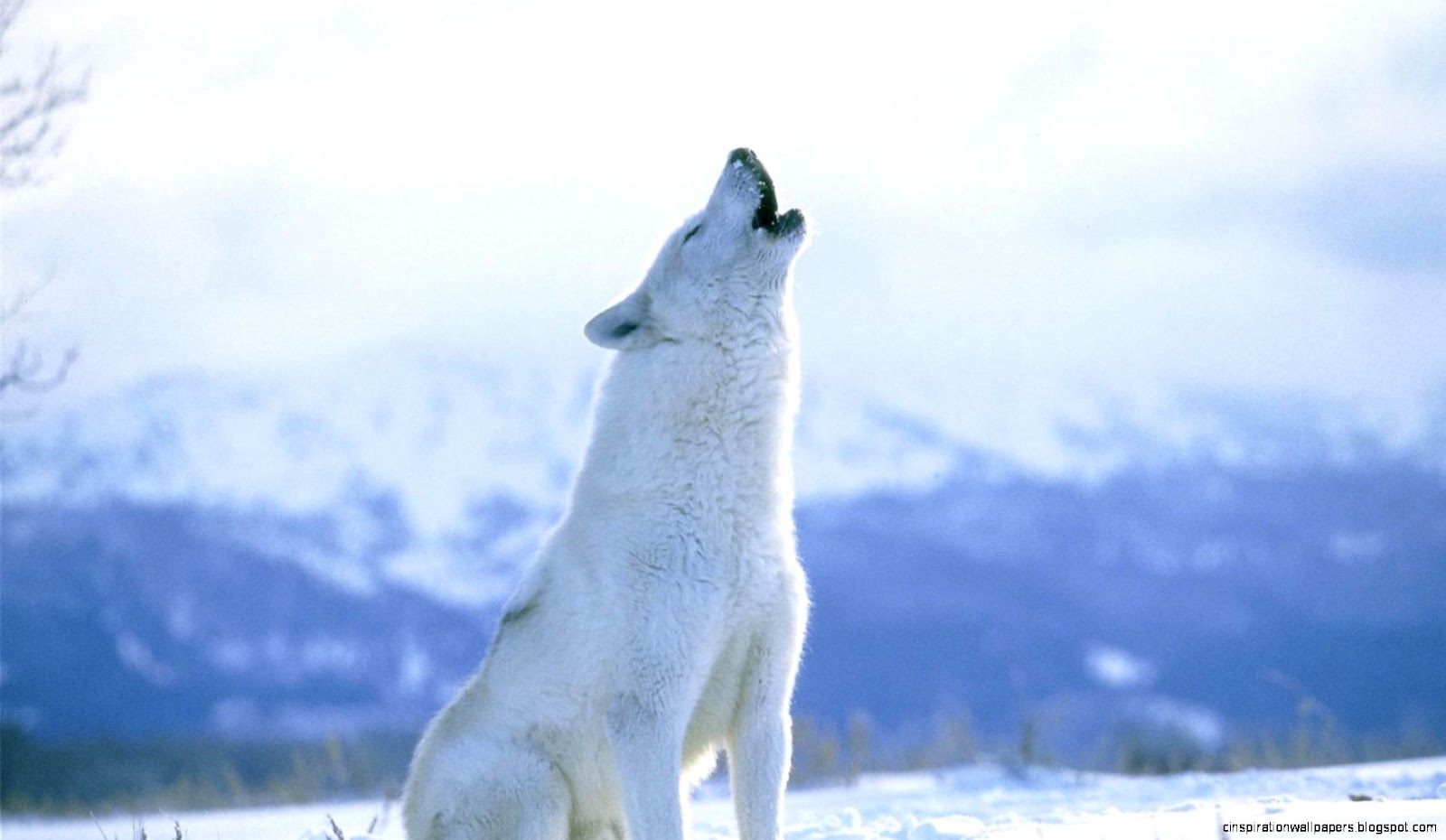 Arctic Wolf Howling Arctic Wolf Howling