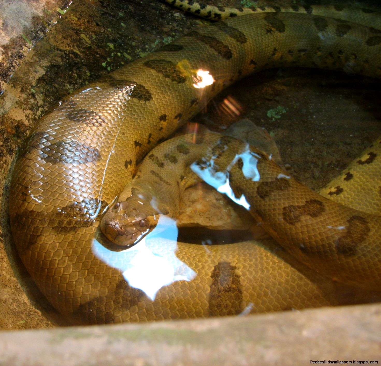Green Anaconda Snake Green Anaconda Snake