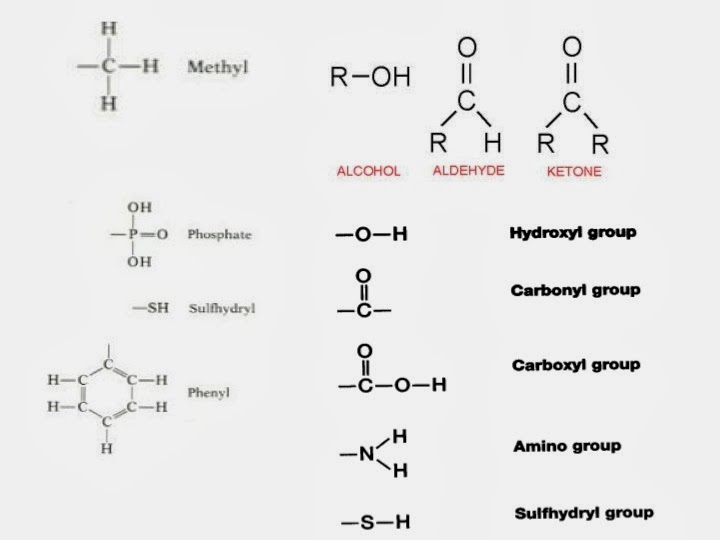 Mr. Maxey's Biology Blog The Building Blocks of Life Macromolecules