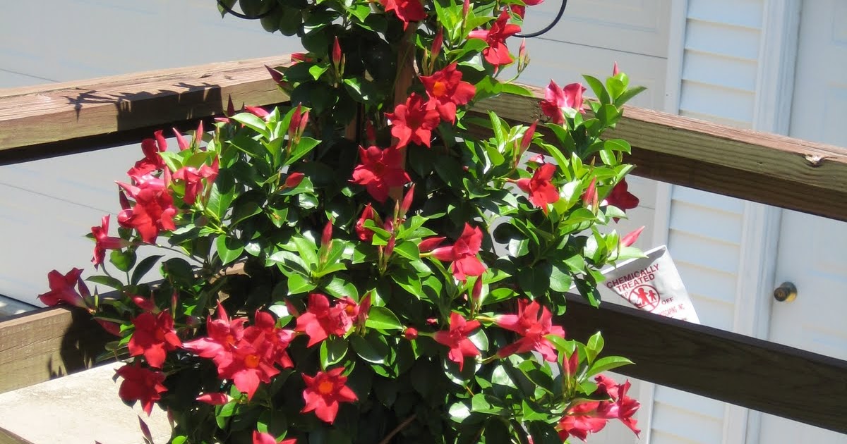 Garden Paradise How To Grow Mandevilla