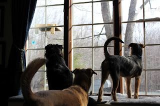 Three dogs watching birds