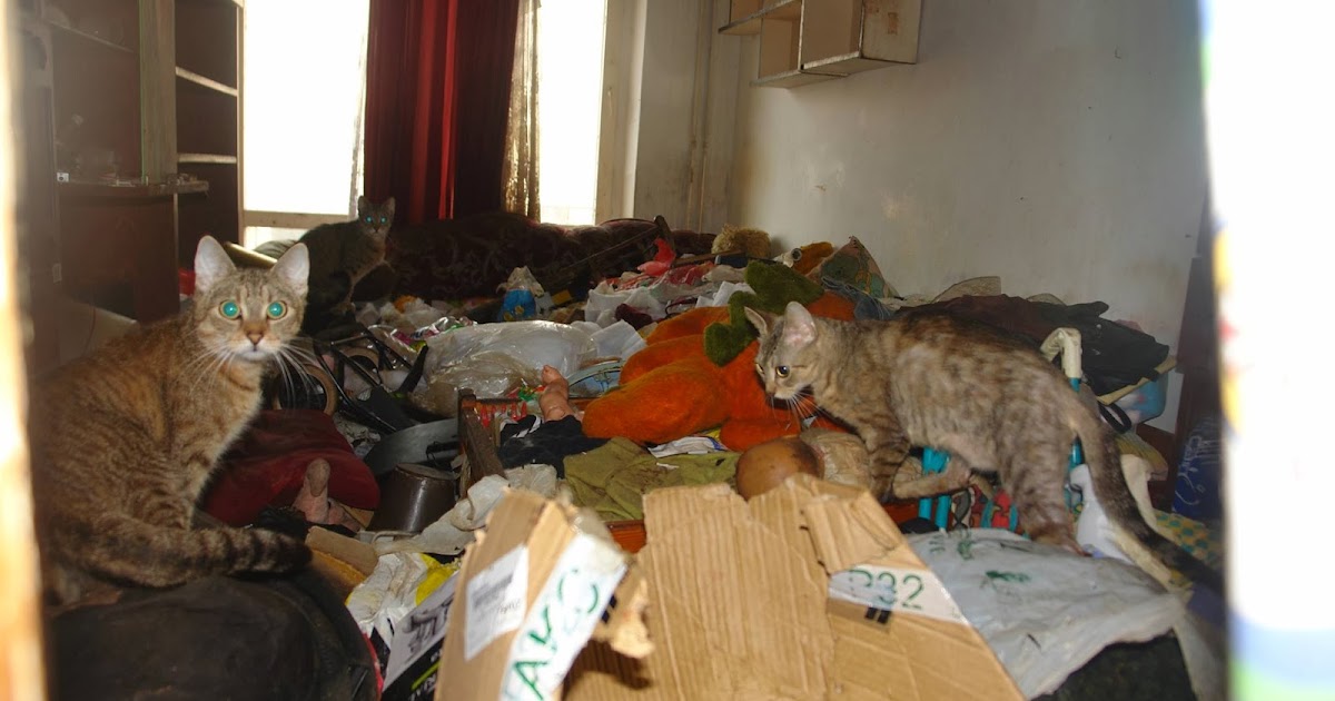 Marcin Szyndrowski Koty w bloku mamy problem