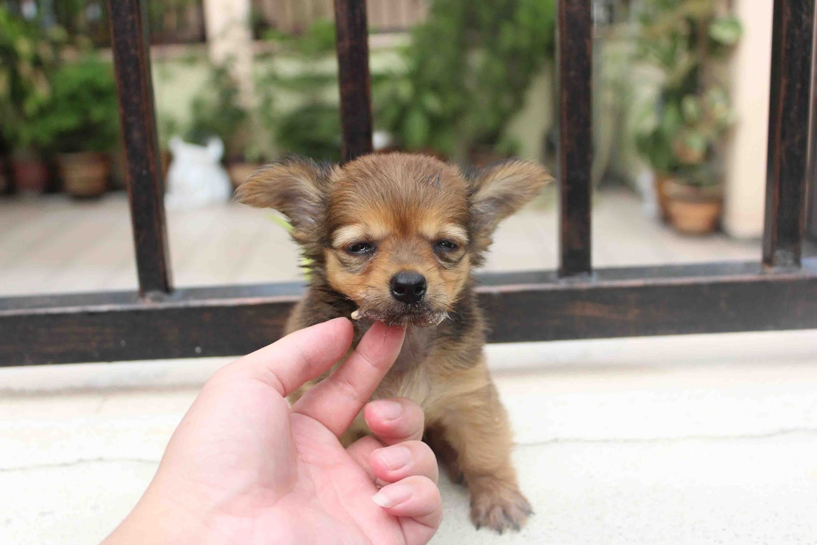 LovelyPuppy Long Coat ChiHuaHua Puppies