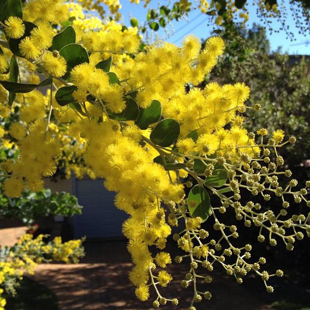 EATspeak A Glimpse of Sydney Winter