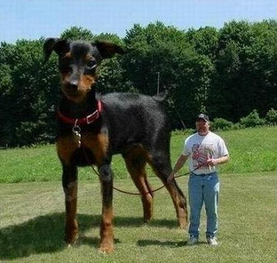 World Largest Dog